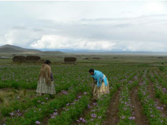 Bourse Solidaire Culutura de la patate Bolivie