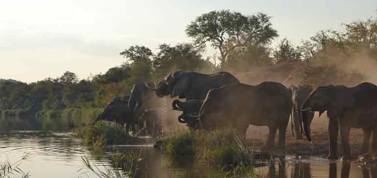 safari Afrique du sud kruger AVI assurance voyage Afrique