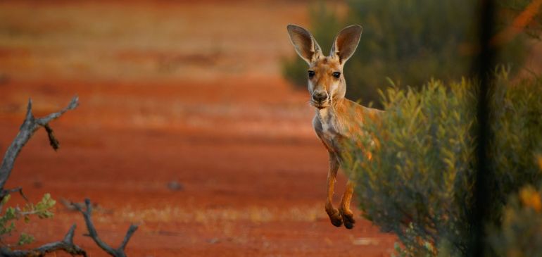 Outback Australie assurance voyage