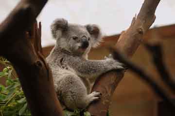 Koala Australie ValizStoriz AVI Assurance PVT