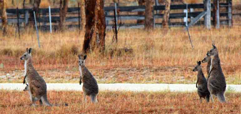 wwoofing Australie PVT assurance working holiday AVI Assurance voyage