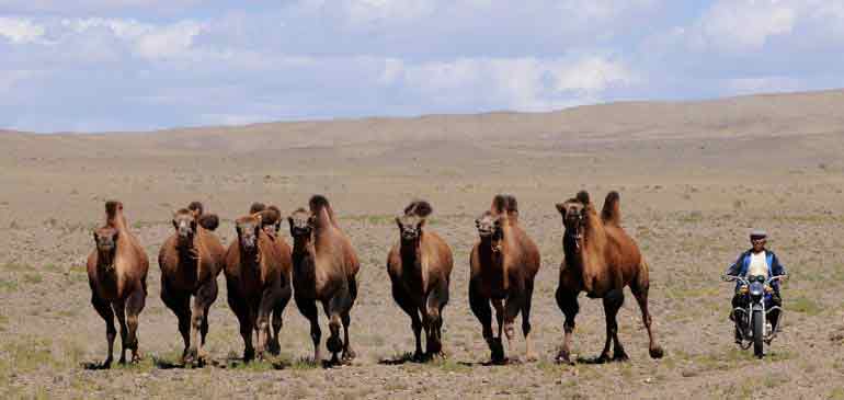 chameaux AVI assurance voyage Mongolie