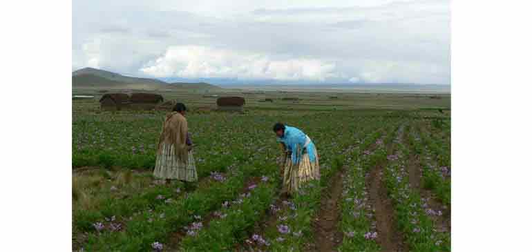 Pommes_de_terres_en_fleurs Bolivie raphael grandeau bourse avi