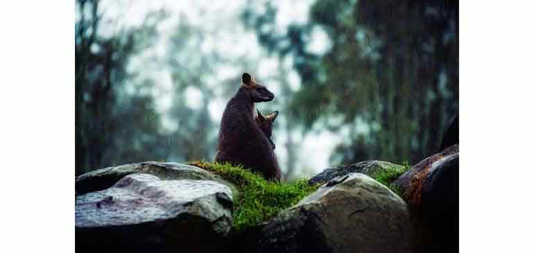 working holiday Visa australia consejos